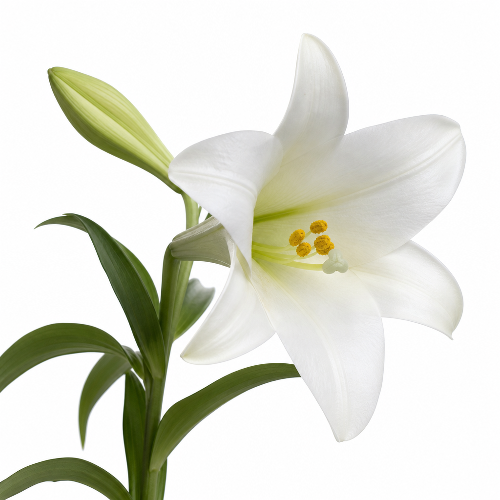 Lilies