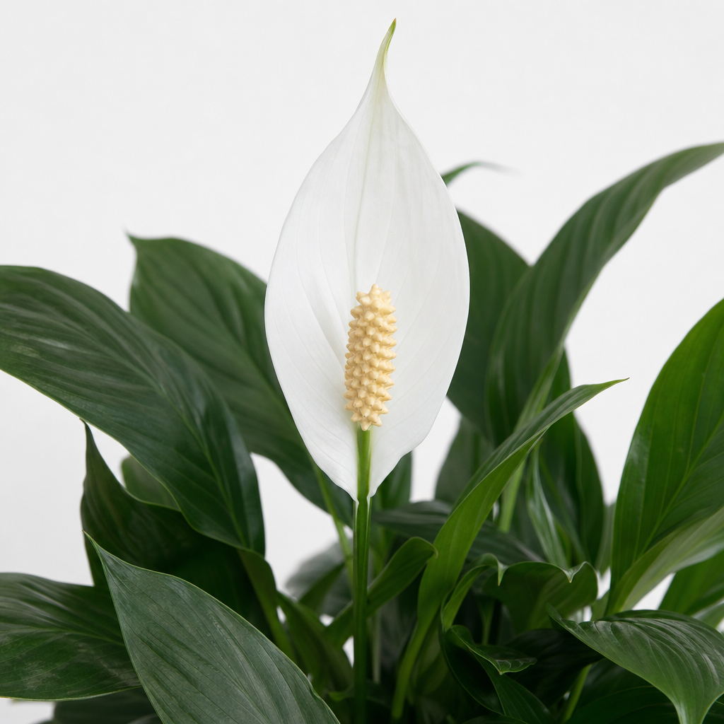 Peace Lily